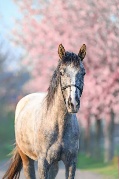 Belo Retrato Deslumbrante Cavalo Época Primavera Ano Flores Florescentes Fundo — Fotografia de Stock