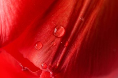 Saha derinliği sığ olan bir çiçeğin soyut makro fotoğrafı. Doğal arkaplan.