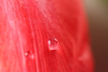 Saha derinliği sığ olan bir çiçeğin soyut makro fotoğrafı. Doğal arkaplan.
