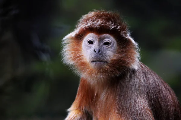 Portrait of brown monkey face. — Stock Photo, Image