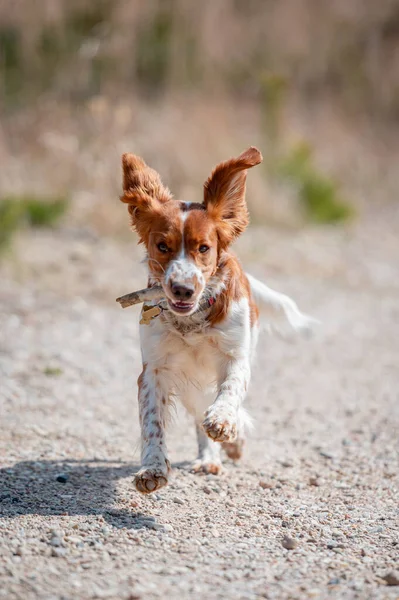 Entzückender süßer walisischer Springspaniel, aktiver fröhlicher gesunder Hund, der draußen spielt. — Stockfoto