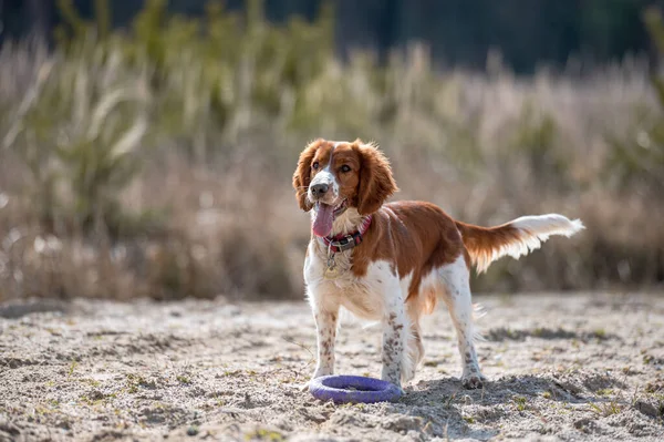 Uroczy ładny walijski springer spaniel, aktywny szczęśliwy zdrowy pies gra na zewnątrz. — Zdjęcie stockowe