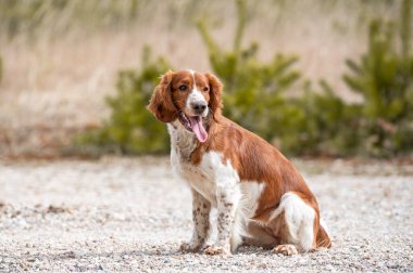 Sevimli şirin Galli springer spanyel, aktif, sağlıklı köpek dışarıda oynuyor..