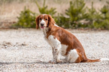 Sevimli şirin Galli springer spanyel, aktif, sağlıklı köpek dışarıda oynuyor..