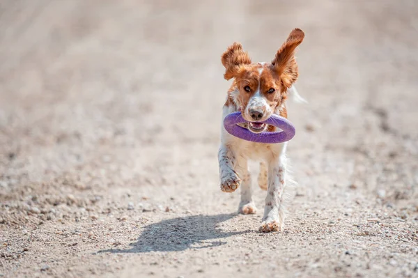 Adorable Épagneul Mignon Springer Gallois Chien Sain Heureux Actif Jouant — Photo