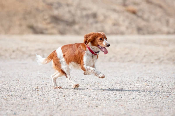 Adorable Épagneul Mignon Springer Gallois Chien Sain Heureux Actif Jouant — Photo