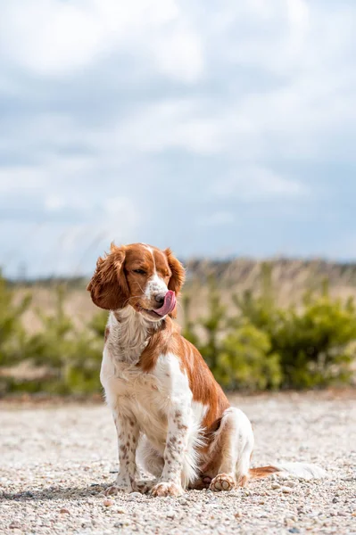 Uroczy Ładny Walijski Springer Spaniel Aktywny Szczęśliwy Zdrowy Pies Gra — Zdjęcie stockowe