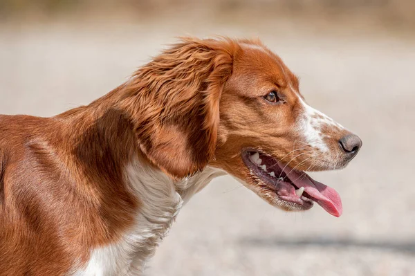 Uroczy Ładny Walijski Springer Spaniel Aktywny Szczęśliwy Zdrowy Pies Gra — Zdjęcie stockowe