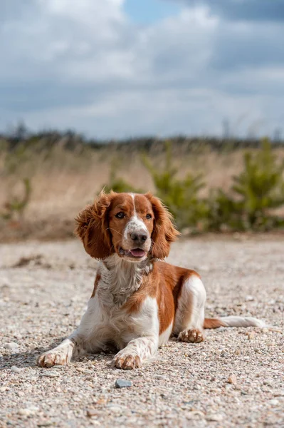 Uroczy Ładny Walijski Springer Spaniel Aktywny Szczęśliwy Zdrowy Pies Gra — Zdjęcie stockowe