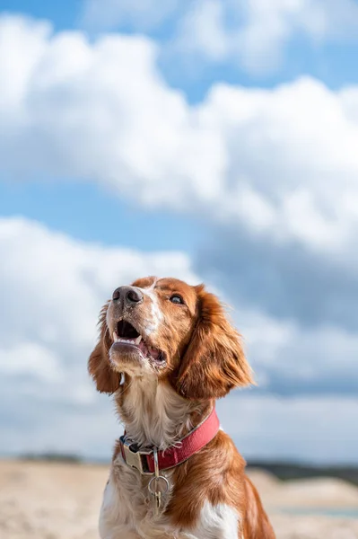 可爱可爱的韦林格猎犬 积极快乐的健康的小狗在外面玩耍 — 图库照片