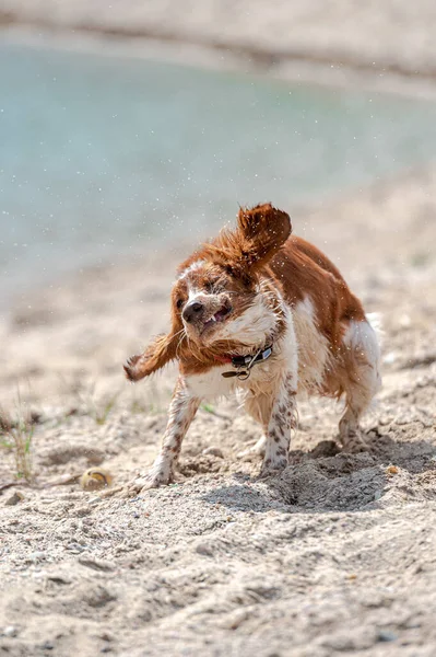 Adorable Cute Welsh Springer Spaniel Active Happy Healthy Dog Playing — Stock Photo, Image