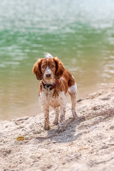 Entzückender Süßer Walisischer Springspaniel Aktiver Fröhlicher Gesunder Hund Der Draußen — Stockfoto