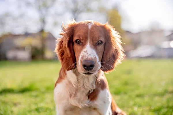 Bedårande Söt Walesisk Springer Spaniel Våren Aktiv Glad Frisk Hund — Stockfoto