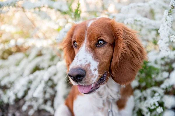 Uroczy Ładny Walijski Springer Spaniel Wiosną Aktywny Szczęśliwy Zdrowy Pies — Zdjęcie stockowe