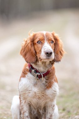 Sevimli şirin Galli springer spanyel, aktif, sağlıklı köpek dışarıda oynuyor..