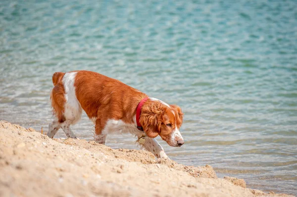 Entzückender Süßer Walisischer Springspaniel Aktiver Fröhlicher Gesunder Hund Der Draußen — Stockfoto