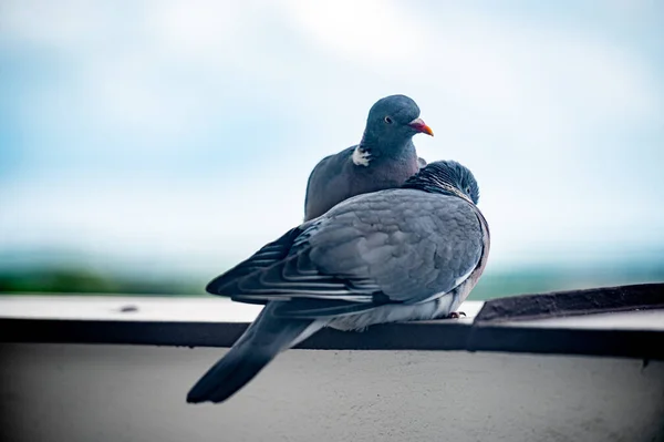 Adorable two pigeons cuddling on windowsill