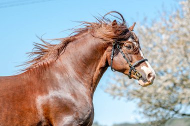 Göz kamaştırıcı Galler koçanlı aygırı, kestane rengi, bahar mevsiminde uzun yelesi..