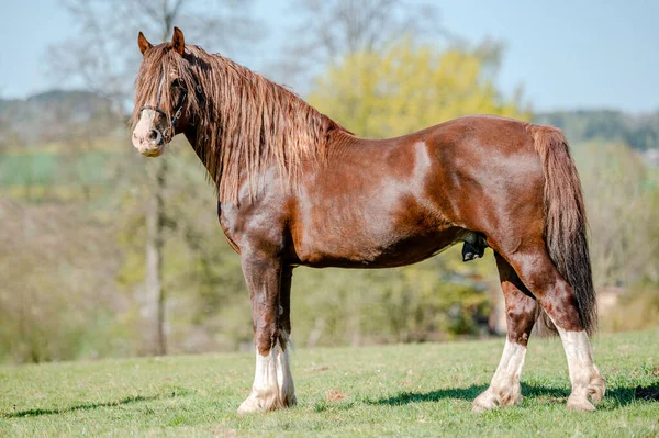Stunning welsh cob stallion, chestnut color, long mane on spring season.