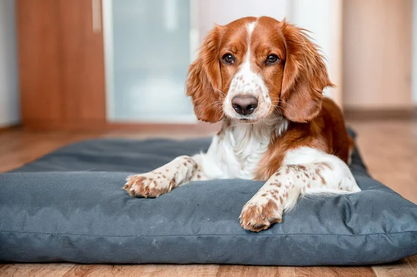 可爱的韦尔斯生姜猎犬狗品种在家里 你好可爱的小狗狗 — 图库照片