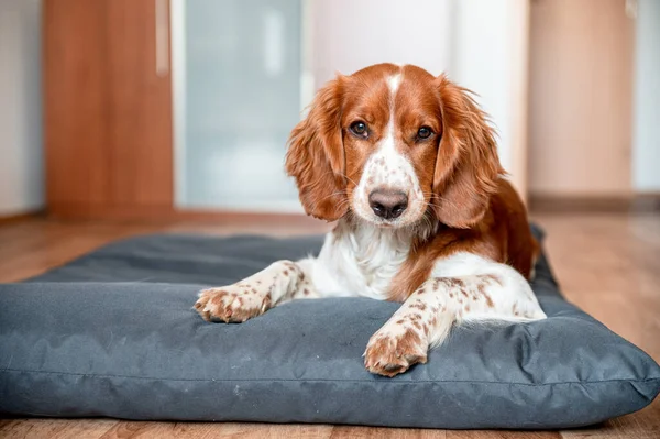 Cute Welsh Springer Spaniel Raça Cão Casa Cão Bonito Adorável — Fotografia de Stock