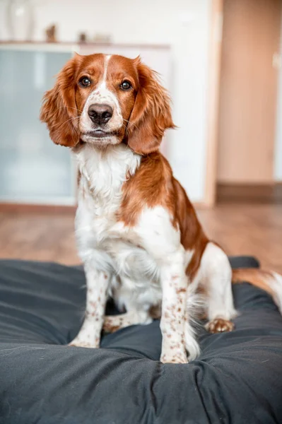 可爱的韦尔斯生姜猎犬狗品种在家里 你好可爱的小狗狗 — 图库照片