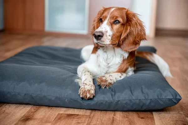 可爱的韦尔斯生姜猎犬狗品种在家里 你好可爱的小狗狗 — 图库照片