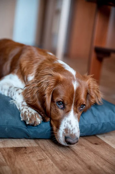 Cute Welsh Springer Spaniel Dog Breed Home Helthy Adorable Pretty — Stock Photo, Image