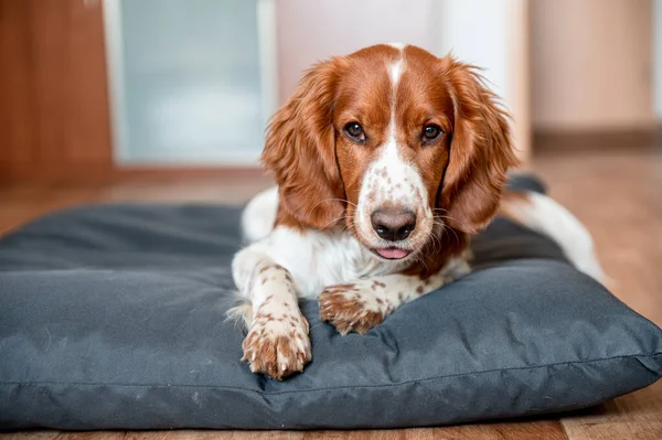 Cute Welsh Springer Spaniel Raça Cão Casa Cão Bonito Adorável — Fotografia de Stock