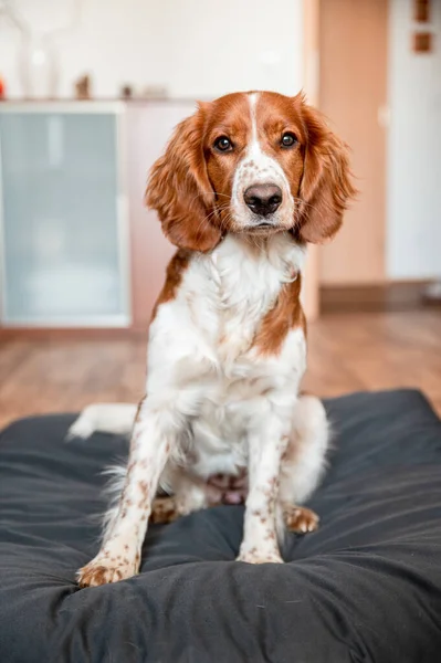 Mignon Chien Épagneul Springer Gallois Race Maison Helthy Adorable Joli — Photo