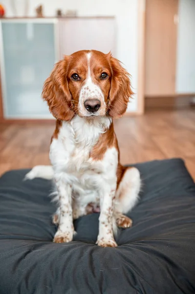 Cute Welsh Springer Spaniel Raça Cão Casa Cão Bonito Adorável — Fotografia de Stock