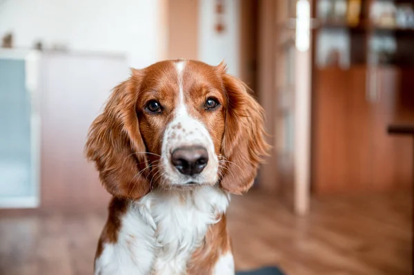 可爱的韦尔斯生姜猎犬狗品种在家里 你好可爱的小狗狗 — 图库照片