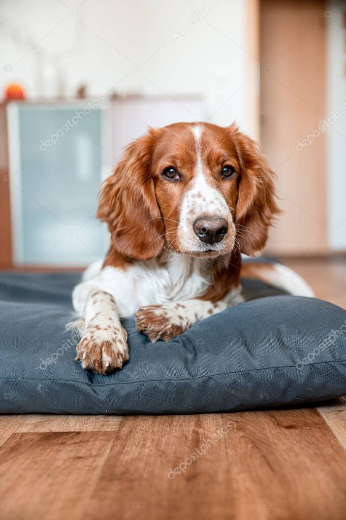 Cute welsh springer spaniel dog breed at home. Helthy adorable pretty dog.