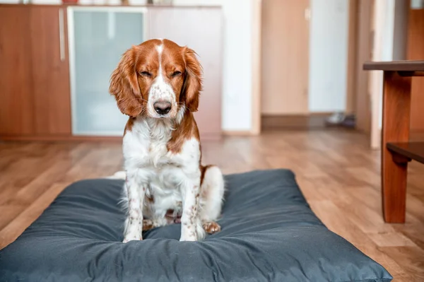 Mignon Chien Épagneul Springer Gallois Race Maison Helthy Adorable Joli — Photo