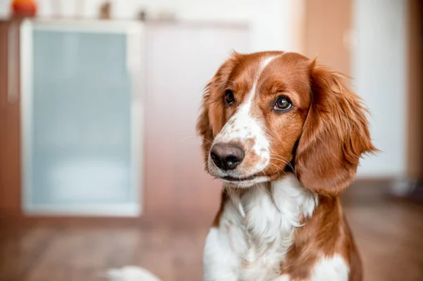 Cute Welsh Springer Spaniel Raça Cão Casa Cão Bonito Adorável — Fotografia de Stock