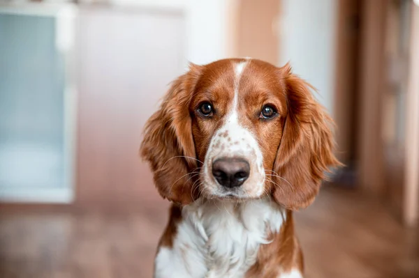 可爱的韦尔斯生姜猎犬狗品种在家里 你好可爱的小狗狗 — 图库照片