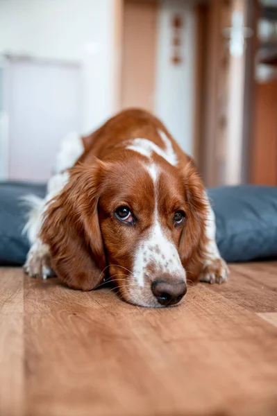 可爱的韦尔斯生姜猎犬狗品种在家里 你好可爱的小狗狗 — 图库照片