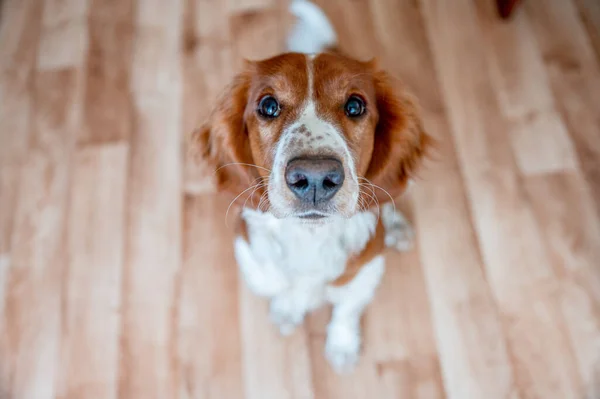 Cute Welsh Springer Spaniel Raça Cão Casa Cão Bonito Adorável — Fotografia de Stock