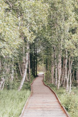 Doğa manzarası, orman, orman, karamsar manzara