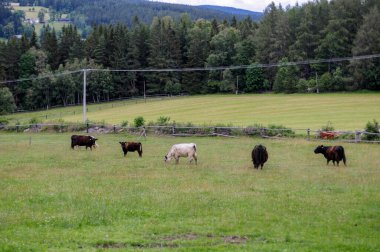 Doğa manzarası, orman, orman, karamsar manzara