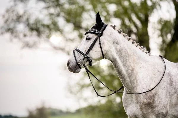 Impressionante Cavalo Cinza Retrato Fundo Natureza — Fotografia de Stock