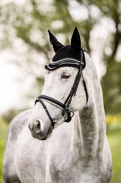 Superbe Portrait Cheval Gris Sur Fond Nature — Photo