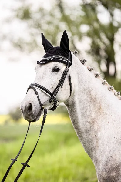 Impresionante Retrato Caballo Gris Sobre Fondo Natural —  Fotos de Stock