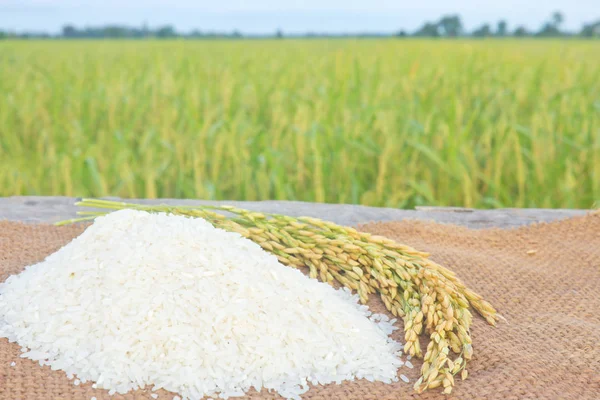 Jasmine rice — Stock Photo, Image