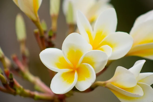 Champa blume — Stockfoto