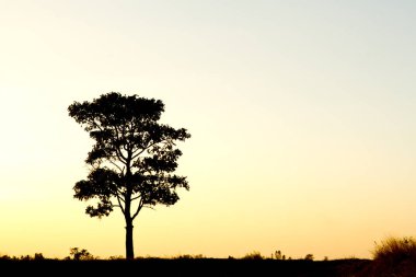 siluet ağaç