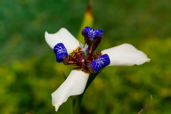 Neomarica Gracilis Bonita Floresceu Primavera Flor Que Floresce Apenas Dia — Fotografia de Stock