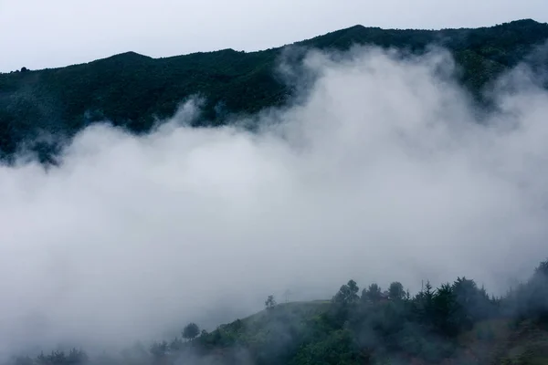 Medellin Kolombiya Ağacı Nın Dışındaki Sisli Dağ — Stok fotoğraf