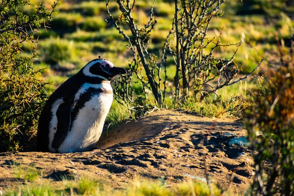 Arjantin 'in Puerto Santa Cruz kentindeki çalıların arasında genç Macellan pengueni. İki