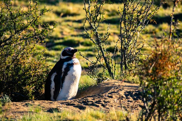 Arjantin 'in Puerto Santa Cruz kentindeki çalıların arasında genç Macellan pengueni. Bir